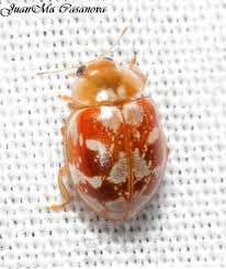 Attēlu rezultāti vaicājumam “Myrrha octodecimguttata”