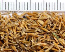 Attēlu rezultāti vaicājumam “Deschampsia flexuosa bud”