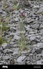 Image result for Ptilostemon afer