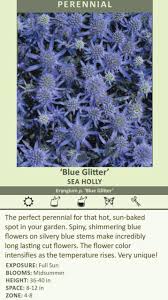 Image result for Eryngium `Blue Hobbit`