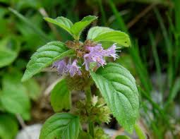 Attēlu rezultāti vaicājumam “Mentha x verticillata”