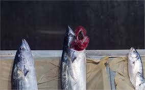 Attēlu rezultāti vaicājumam “Listera ovata fruit”