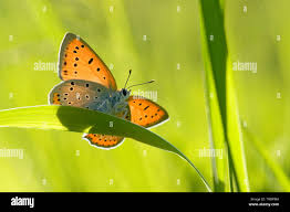 Attēlu rezultāti vaicājumam “Lycaena dispar female”