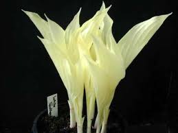 Image result for Hosta White Feather