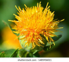 Image result for Carthamus tinctorius