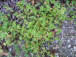 Attēlu rezultāti vaicājumam “Anagallis arvensis leaf”