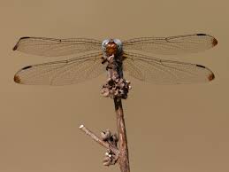 Attēlu rezultāti vaicājumam “Libellula fulva male”