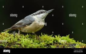 Attēlu rezultāti vaicājumam “Sitta europaea”