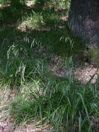 Attēlu rezultāti vaicājumam “Festuca altissima”