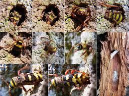 Attēlu rezultāti vaicājumam “Plagionotus detritus”