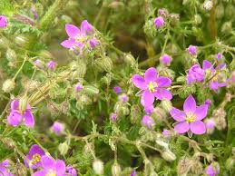 Attēlu rezultāti vaicājumam “Spergularia rubra”