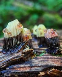 Attēlu rezultāti vaicājumam “Stemonitis fusca spores”