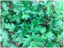 Image result for Heracleum sphondylium