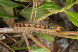 Attēlu rezultāti vaicājumam “Lymantria dispar”