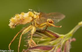 Attēlu rezultāti vaicājumam “Entomophthora”