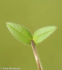 Attēlu rezultāti vaicājumam “Cerastium holosteoides leaf”