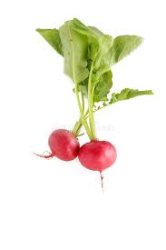 Image result for Radieschen