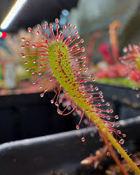 Attēlu rezultāti vaicājumam “Drosera anglica flower”