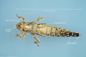 Attēlu rezultāti vaicājumam “exuvia”