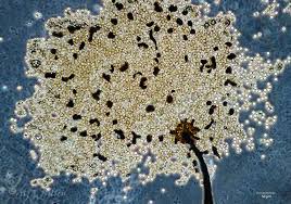 Attēlu rezultāti vaicājumam “Cribraria violacea”