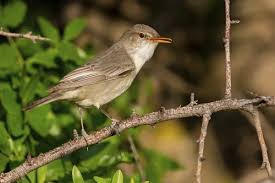 Image result for Hippolais olivetorum