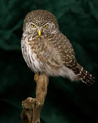 Attēlu rezultāti vaicājumam “Glaucidium passerinum adult”