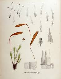 Attēlu rezultāti vaicājumam “Pohlia sphagnicola”