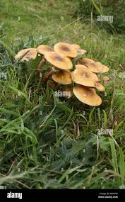 Attēlu rezultāti vaicājumam “Galerina marginata”