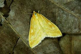 Attēlu rezultāti vaicājumam “Sitochroa verticalis”