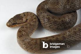 Attēlu rezultāti vaicājumam “Coronella austriaca”