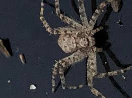 Attēlu rezultāti vaicājumam “Philodromidae”