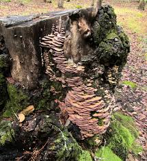 Attēlu rezultāti vaicājumam “Trichaptum biforme”