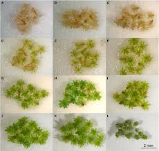 Attēlu rezultāti vaicājumam “Anomodon viticulosus sporophyte”