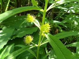 Attēlu rezultāti vaicājumam “Lysimachia thyrsiflora leaf”