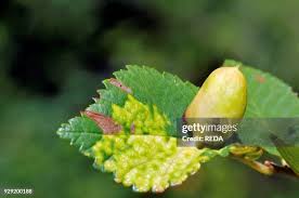 Attēlu rezultāti vaicājumam “Tetraneura ulmi”