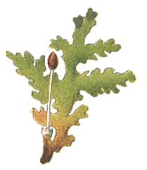 Attēlu rezultāti vaicājumam “sporophyte”