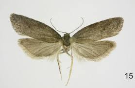 Attēlu rezultāti vaicājumam “Polypogon tentacularius male”