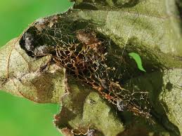 Attēlu rezultāti vaicājumam “Cabera pusaria male”