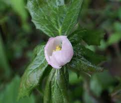 Attēlu rezultāti vaicājumam “Podophyllum hexandrum flower”