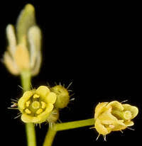 Attēlu rezultāti vaicājumam “Draba nemorosa fruit”
