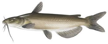 Image result for Ictalurus punctatus