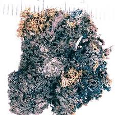 Attēlu rezultāti vaicājumam “Leptogium lichenoides”