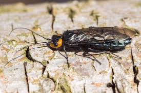 Attēlu rezultāti vaicājumam “Acantholyda posticalis”