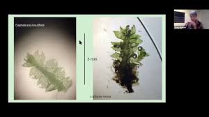 Attēlu rezultāti vaicājumam “Lophozia incisa”