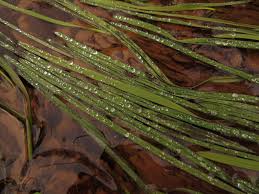 Attēlu rezultāti vaicājumam “Glyceria fluitans fruit”