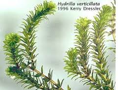 Attēlu rezultāti vaicājumam “Hydrilla verticillata”