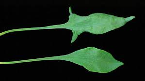 Attēlu rezultāti vaicājumam “Rumex acetosa leaf”