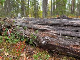 Attēlu rezultāti vaicājumam “Antrodia crassa”