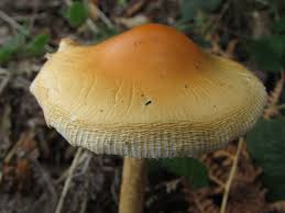 Attēlu rezultāti vaicājumam “Amanita crocea”