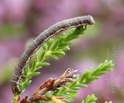 Attēlu rezultāti vaicājumam “Ematurga atomaria”